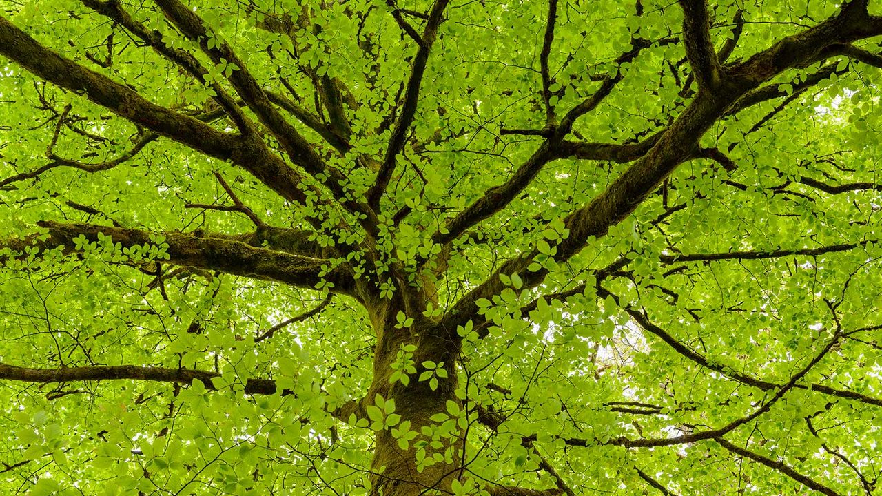 green leafy tree canopy