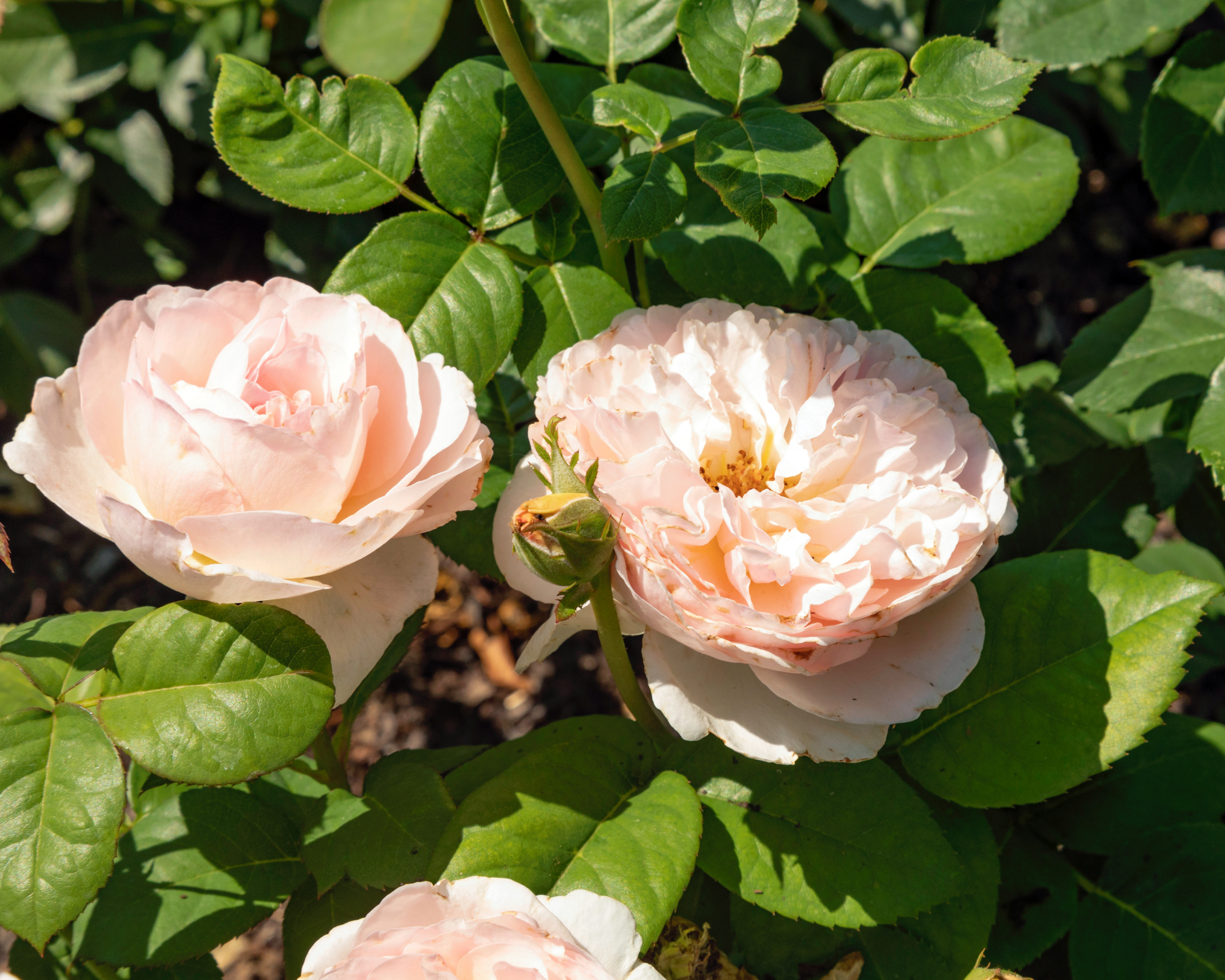 Apricot blooms of Rosa 'Parfuma Bliss' growing in a sunny garden