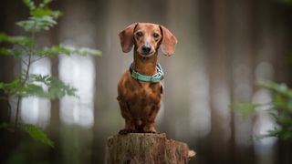 Dachshund