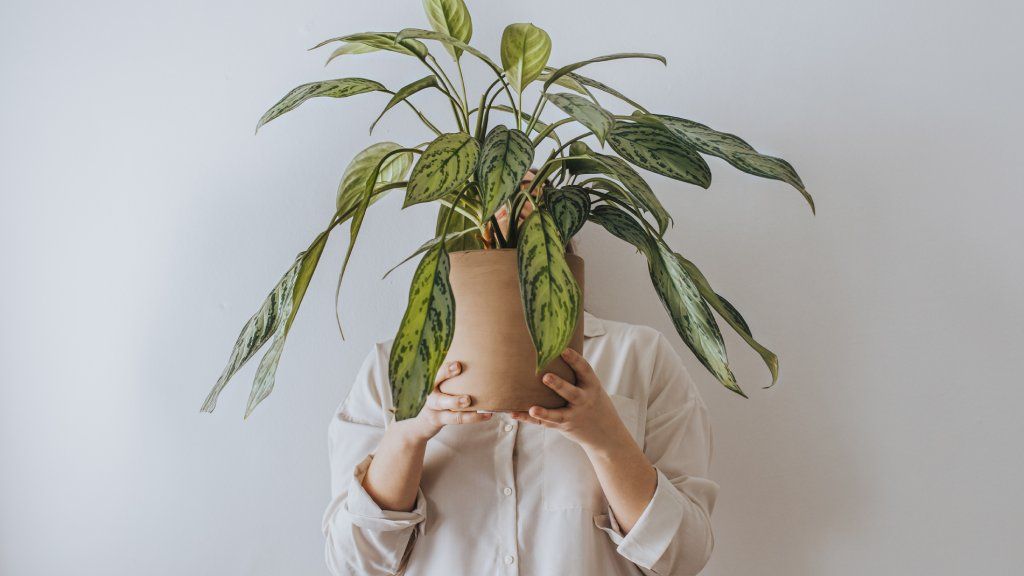 A person holds a houseplant in front of their face