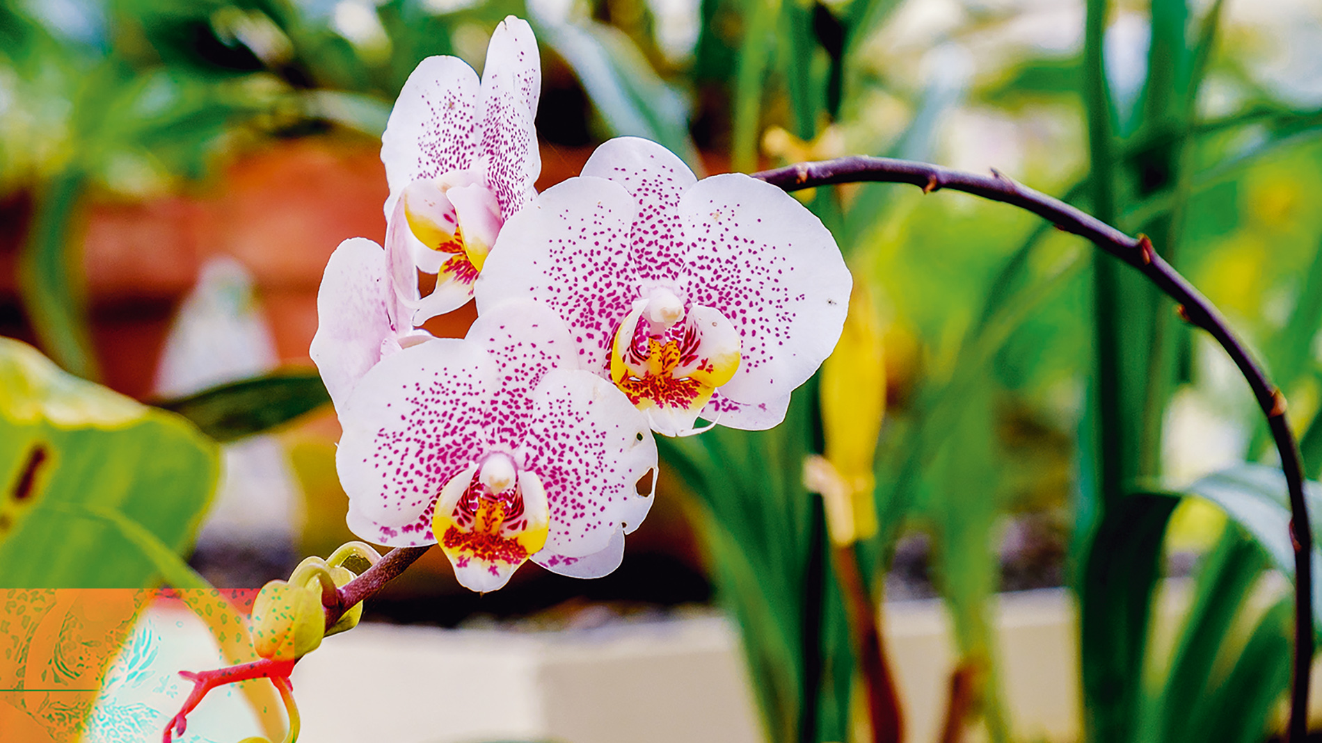 Why Re-Pot Orchids - Plus 4 Clues that Tell You When to Re-Pot Orchids
