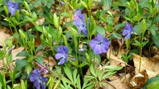 Vinca minor, periwinkle with green foliage and purple flowers in a garden 