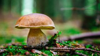 Penny bun (Boletus edulis) in the woods