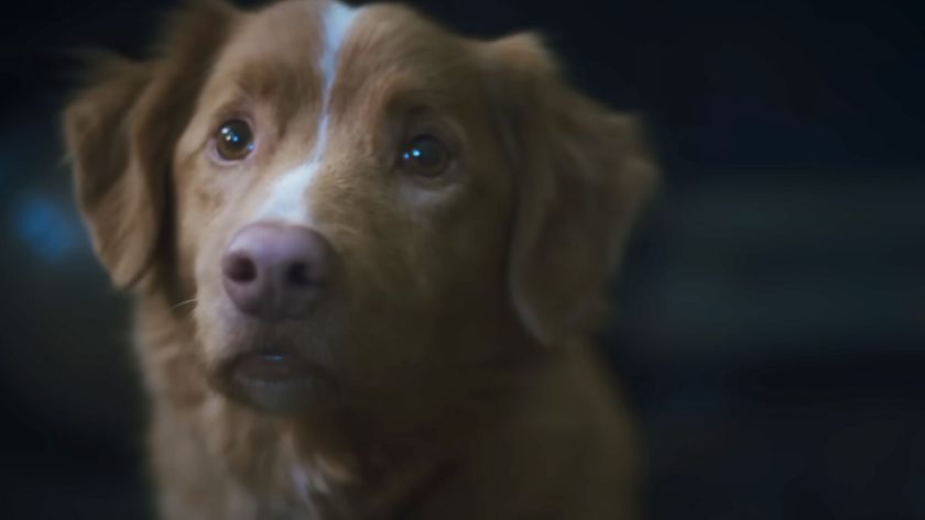 Indy the dog staring off, looking a little frightened, in the film Good Boy (2025).