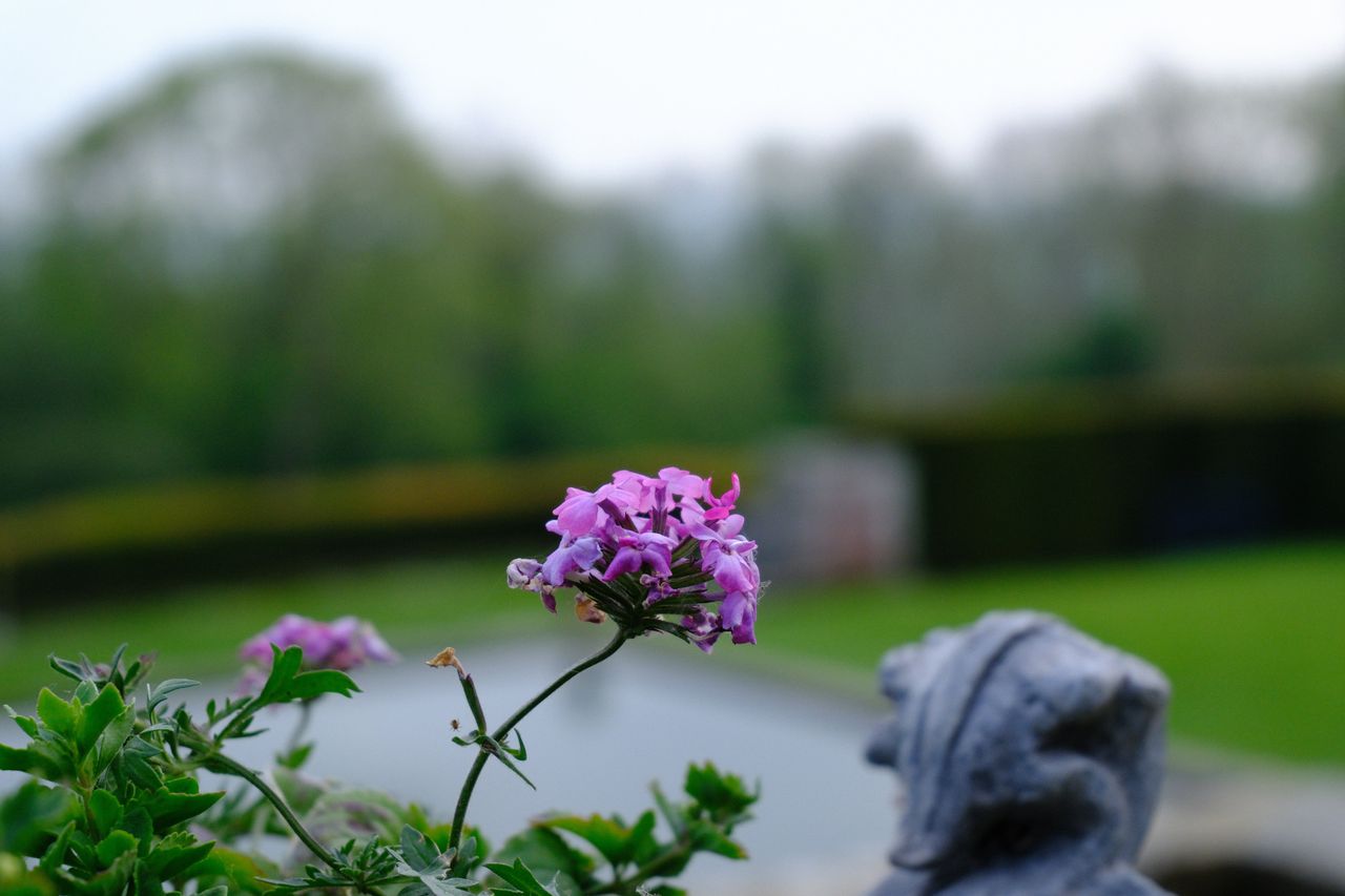Images captured on the Fujifilm X-T50