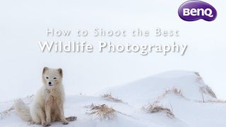 Free BenQ webinar: how to photograph wildlife