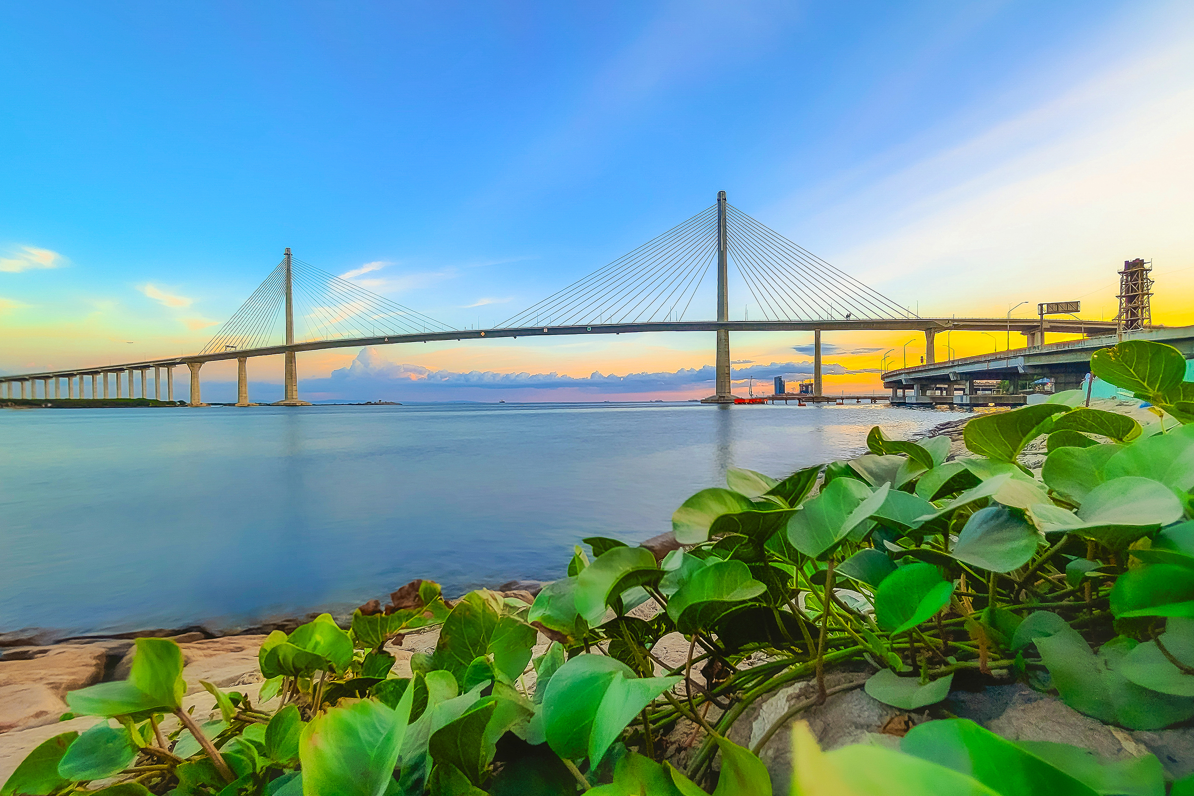 Cable-stayed bridge over calm water at sunset with green plants in the foreground and a clear blue sky