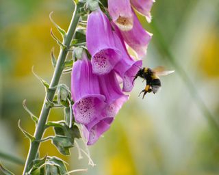 A bee hovering around a Foxglove to collect pollen.