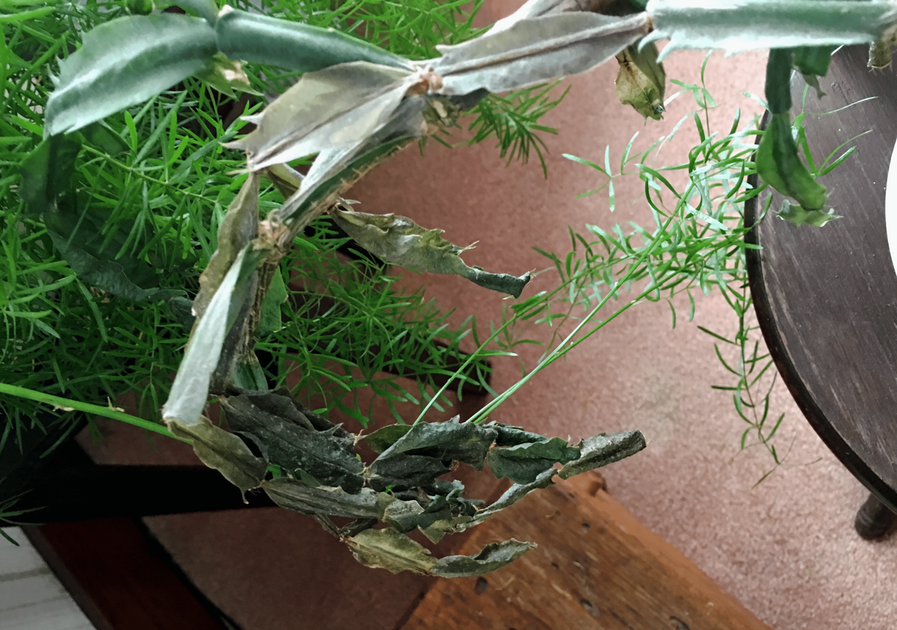 Limp Christmas Cactus What Causes Wilted Or Limp Christmas Cactus