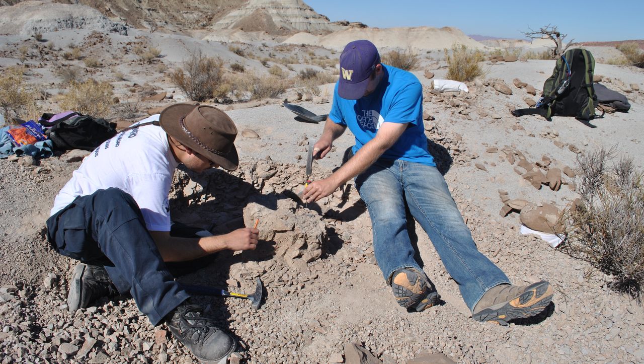 The researchers excavate fossils at the Cha&ntilde;ares Formation in Argentina.