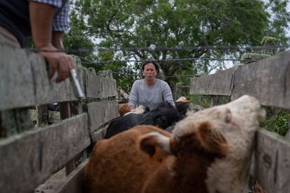 Treating cows for disease in Uruguay