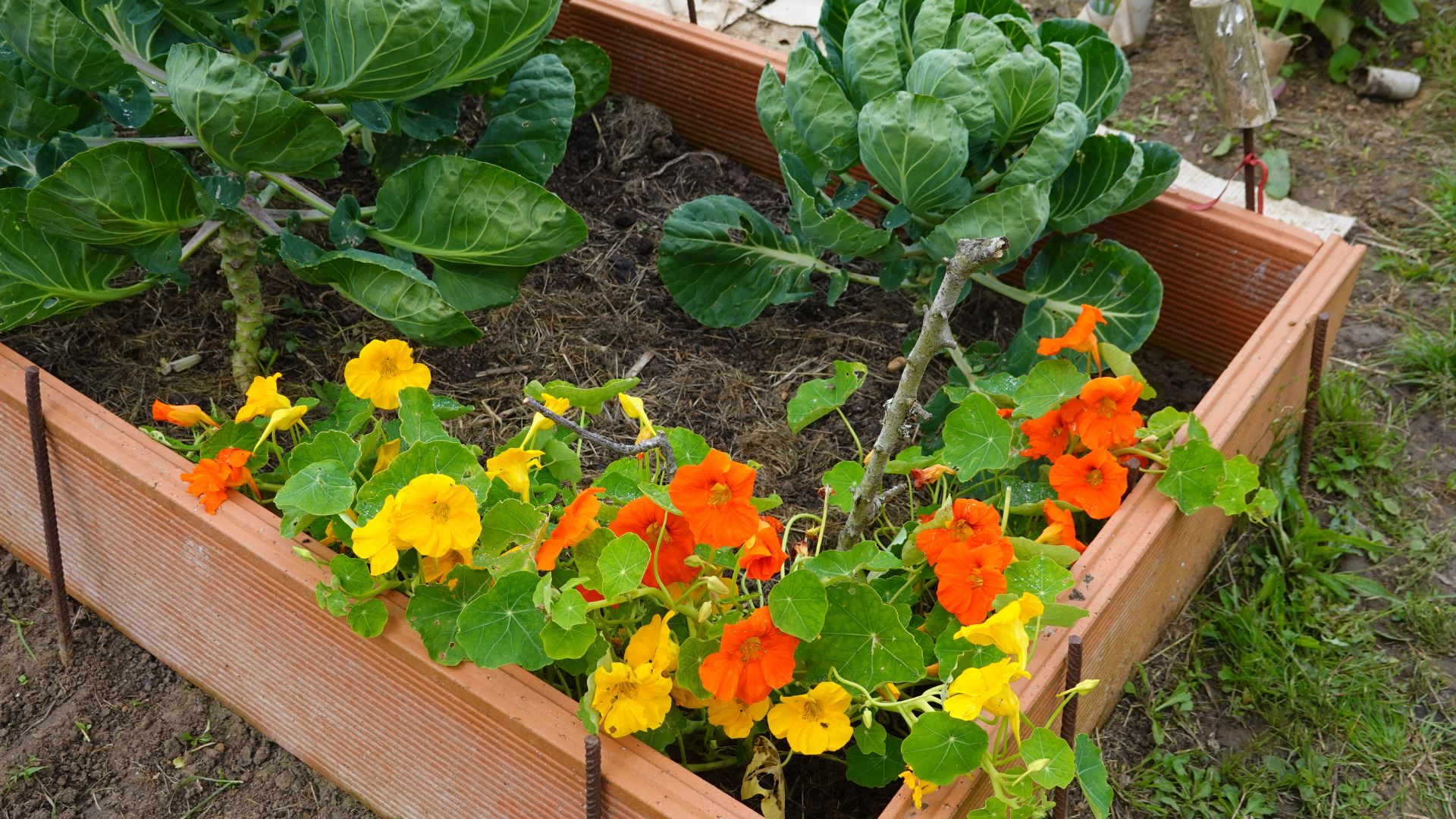 vegetable patch with companion flowers in raised bed