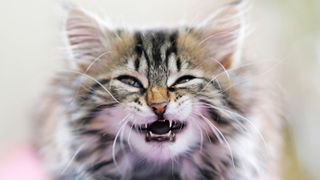 A kitten showing its teeth