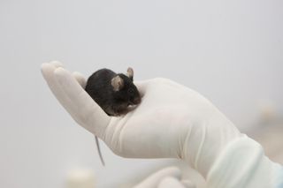 A new study shows that spaceflight can degrade the joints of mice.