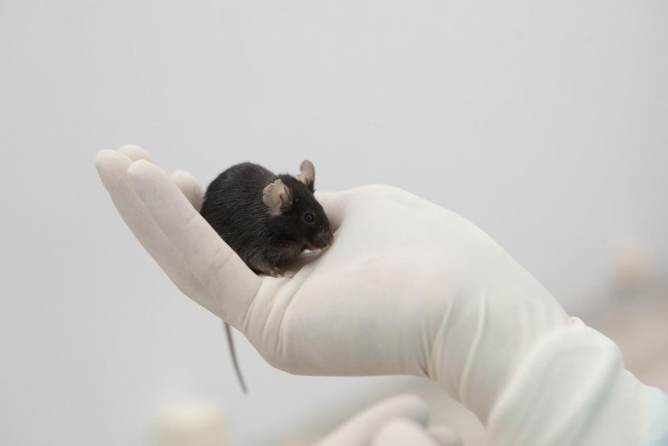 Space Travel Causes Joint Problems in Mice. But, What About Humans?