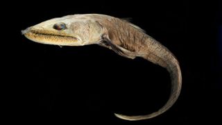 Picture of a lizardfish showing the creature with its big head, toothy jaws and tapering tail.