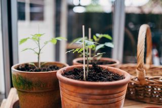 Tomato seedlings in terracotta pots
