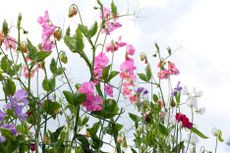 Monty Don’s top tips on planting sweet peas