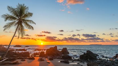 Silhouette of a tropical palm tree at sunset along the tranquil Pacific Ocean inside Corcovado national park, Osa Peninsula, Costa Rica