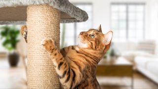 Cat using scratching post