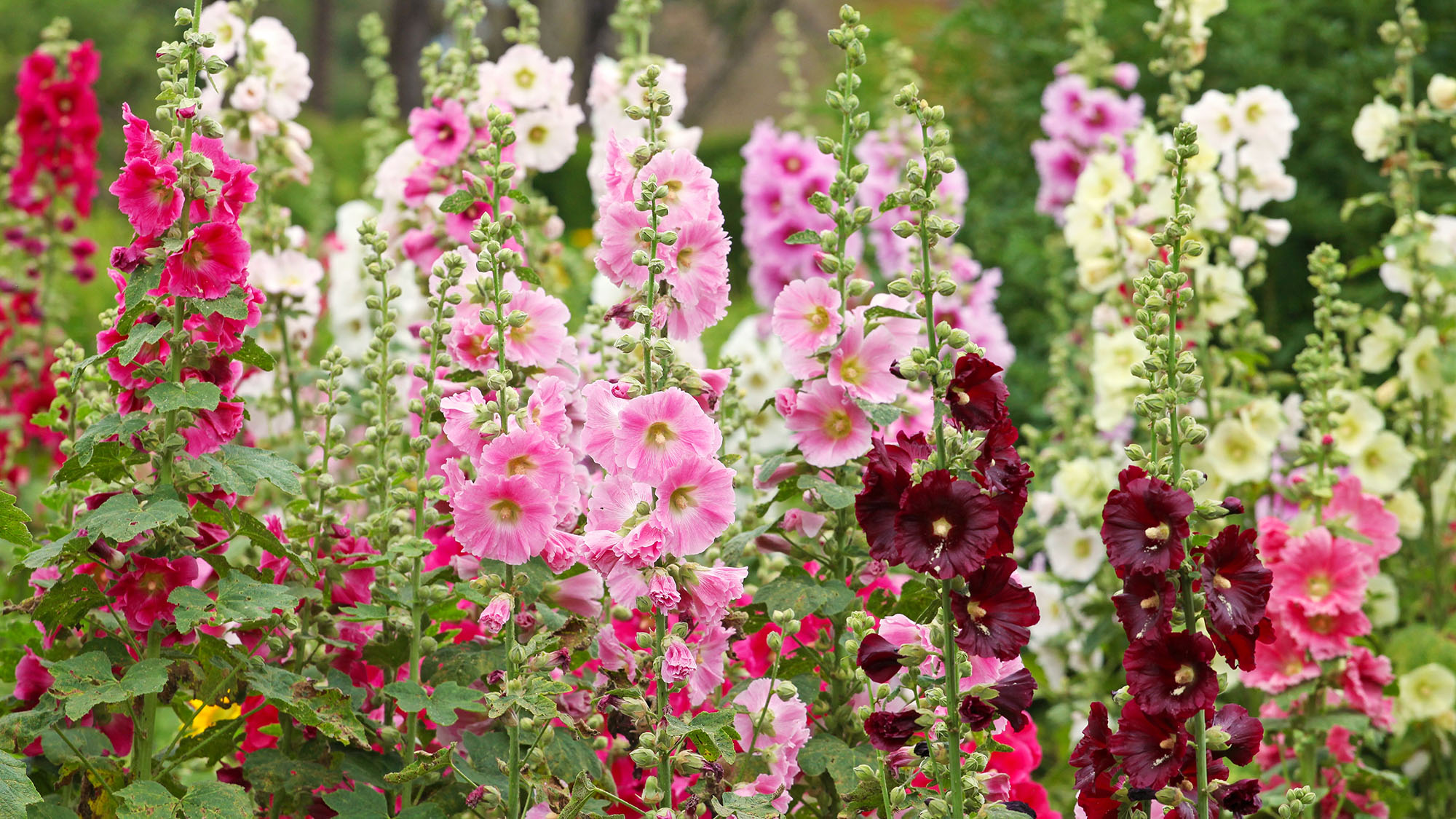 Pink Alcea rosea, or hollyhock, in flower in garden