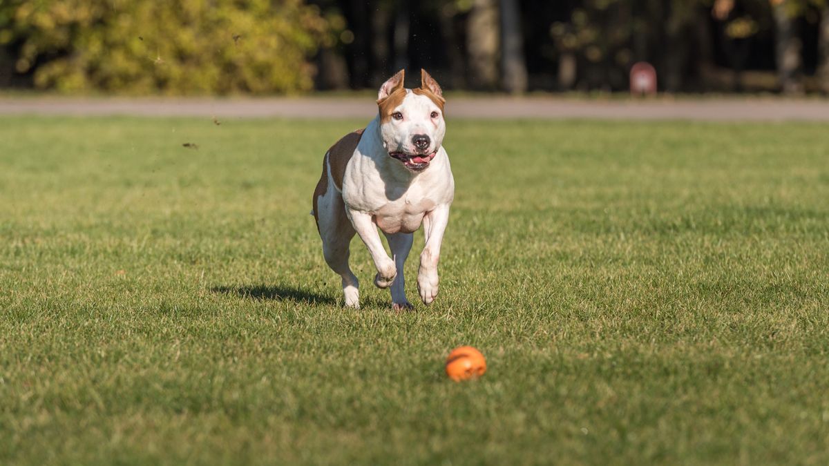 32 facts about American Bulldogs | PetsRadar
