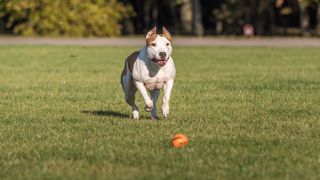 American Bulldog