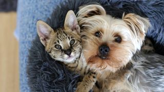 Dog and cat curled up together in dog bed