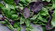 Green and purple basil leaves on a gray concrete background