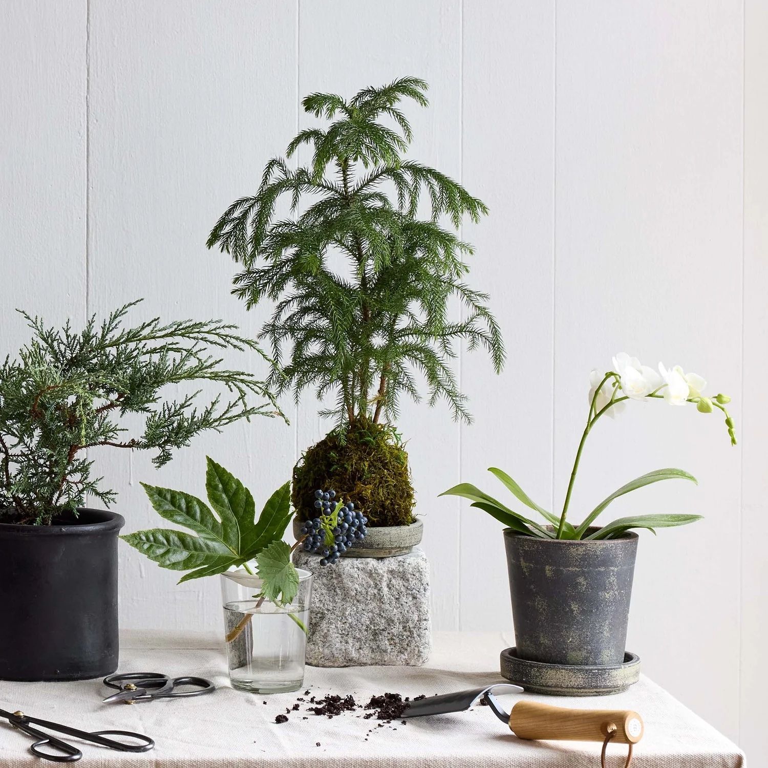 7 Houseplant Trends For 2024 The Plants Pots And Placements That   BSAQcWx7xr8FKpiUY5UdaL 1600 80 