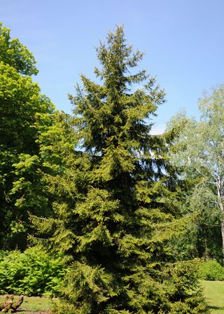 Identifying-british-trees-Oriental-Spruce-The-Woodland-Trust