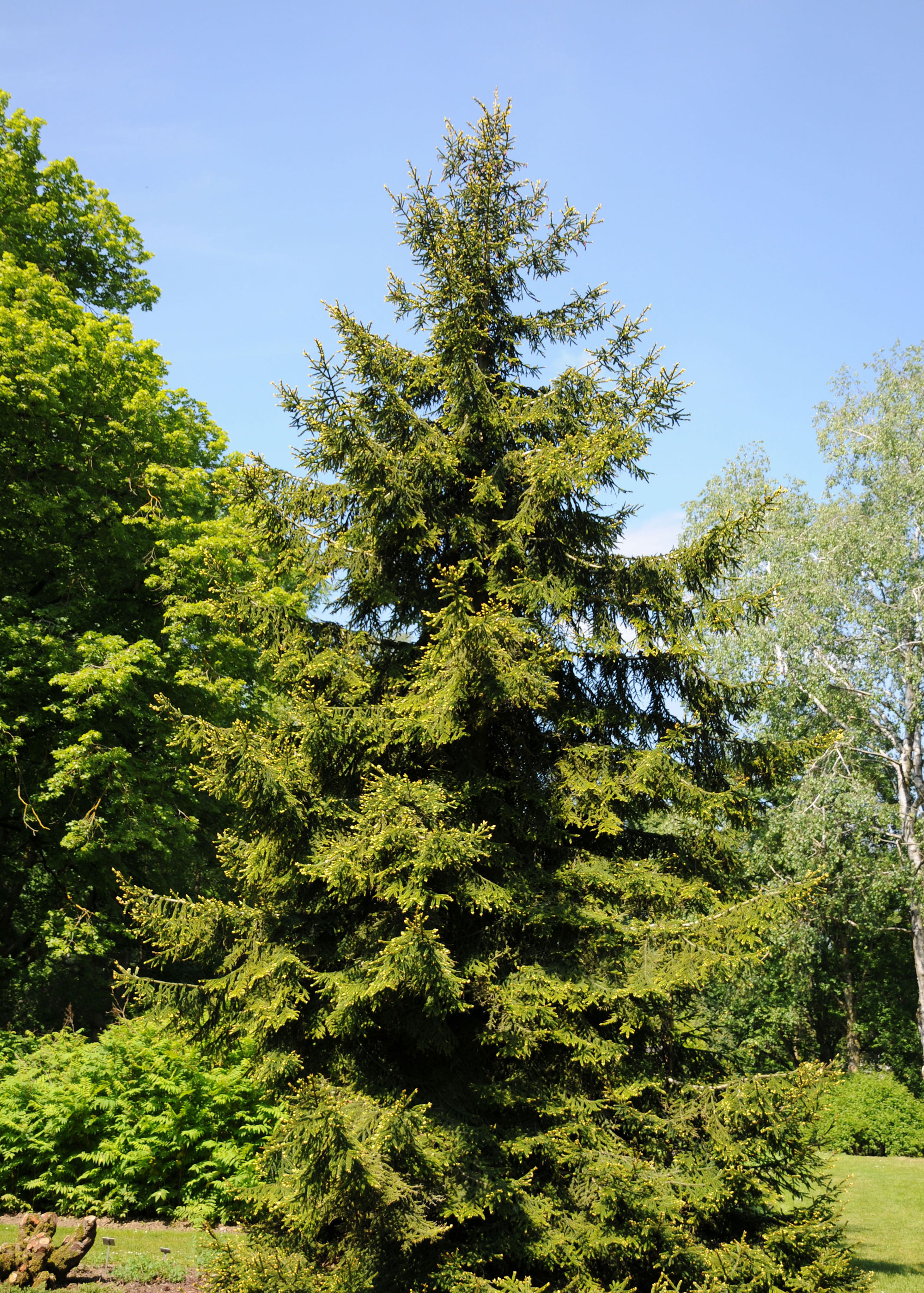 How to identify British trees – by leaf, fruit, shape, size, bark and ...