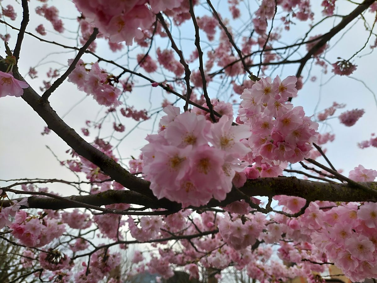 Samsung Galaxy A52 5G camera samples