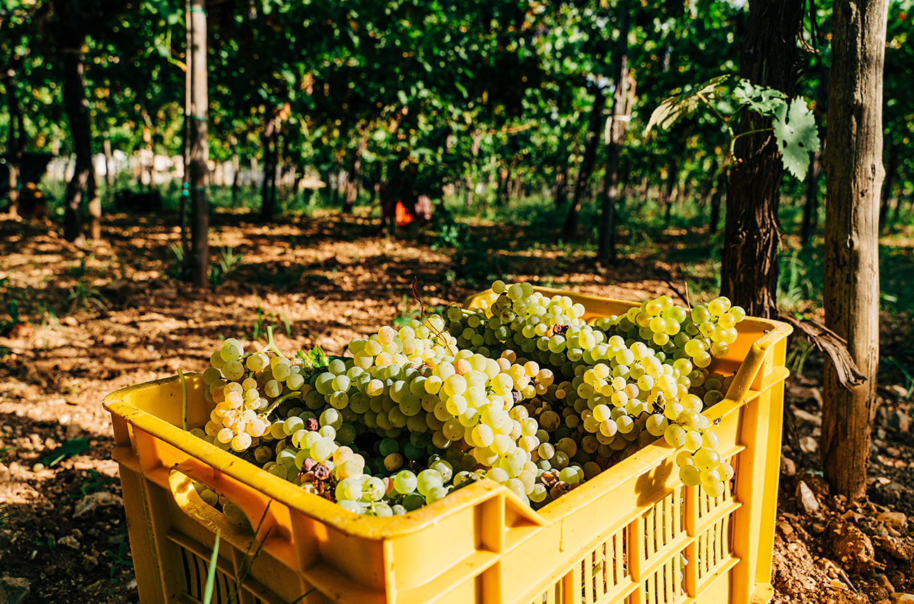 Wine harvest in Puglia, Italy.