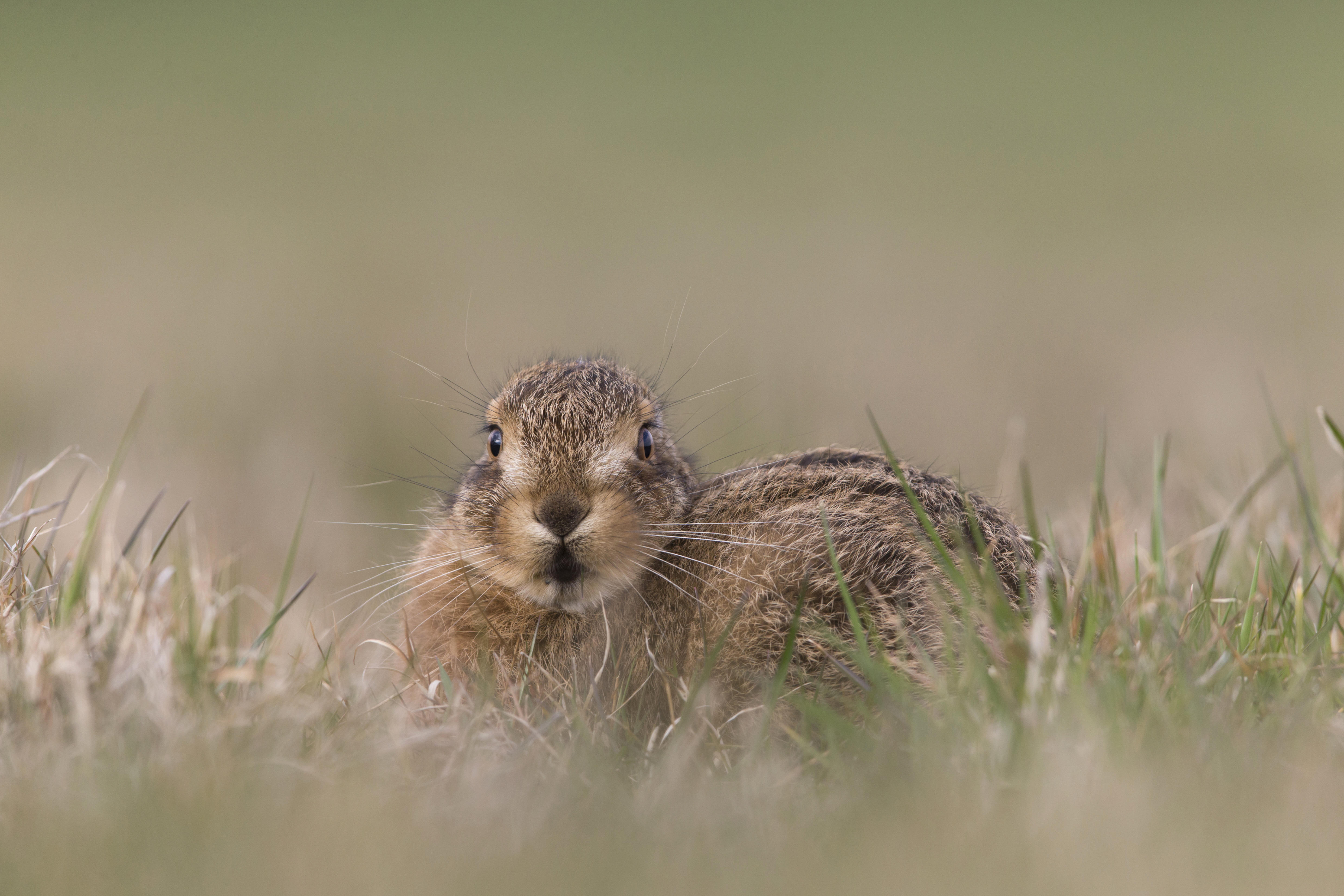 A hare sitting in a field looking bloody adorable