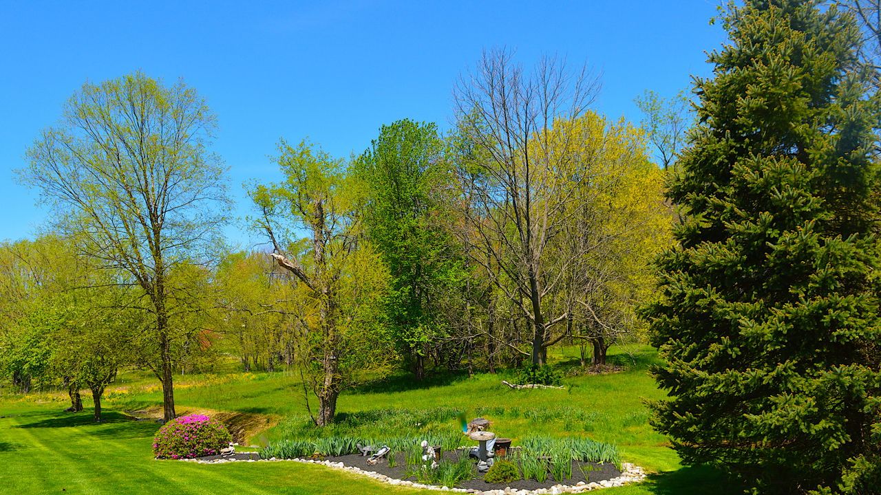 A backyard in spring with lots of trees