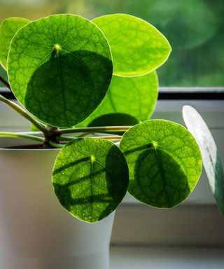 Chinese money plant (Pilea peperomioides) on a sunny window sill