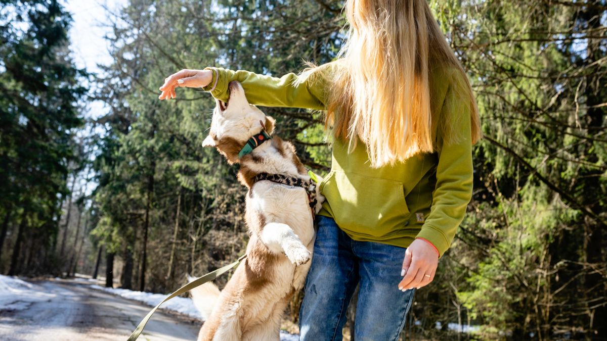 Husky dog biting woman&#039;s arm