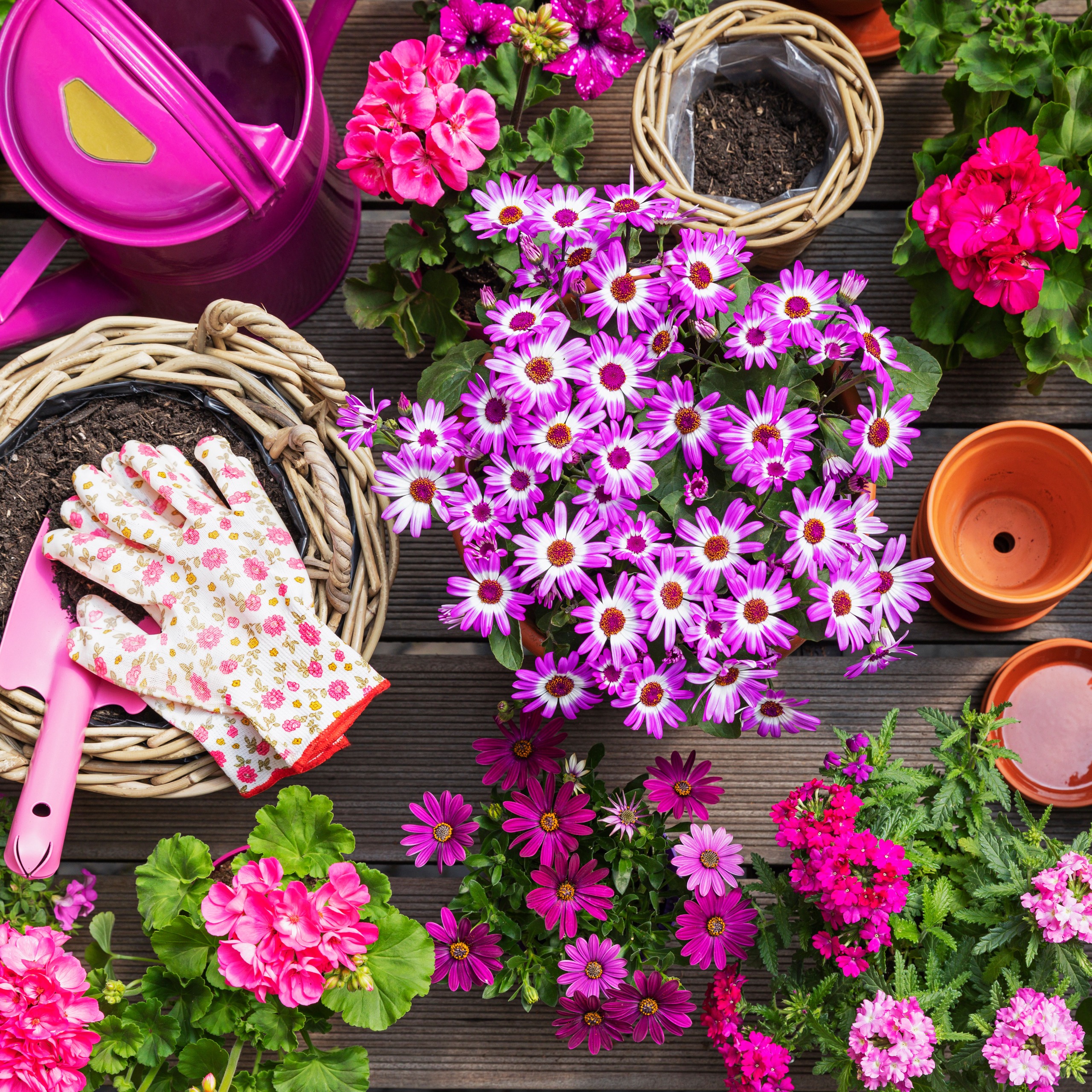 table scene of plant pots, potting soil, pink flowers and gardening gloves