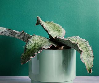 snake plant Silver Blue with green ceramic pot