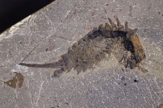 This fossil specimen of Habelia optata from the Royal Ontario Museum shows the creature's oversized jaws under its head shield as well as the long spines on its thorax.