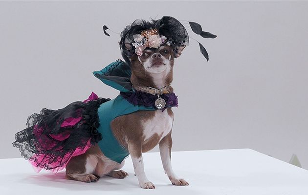 What’s on telly tonight? Our pick of the best shows on Friday 5th October The Big Audition - shows chihuahua Queenie Woof Woof