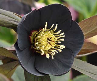 Helleborus x hybridus (Harvington) ‘Single Black’