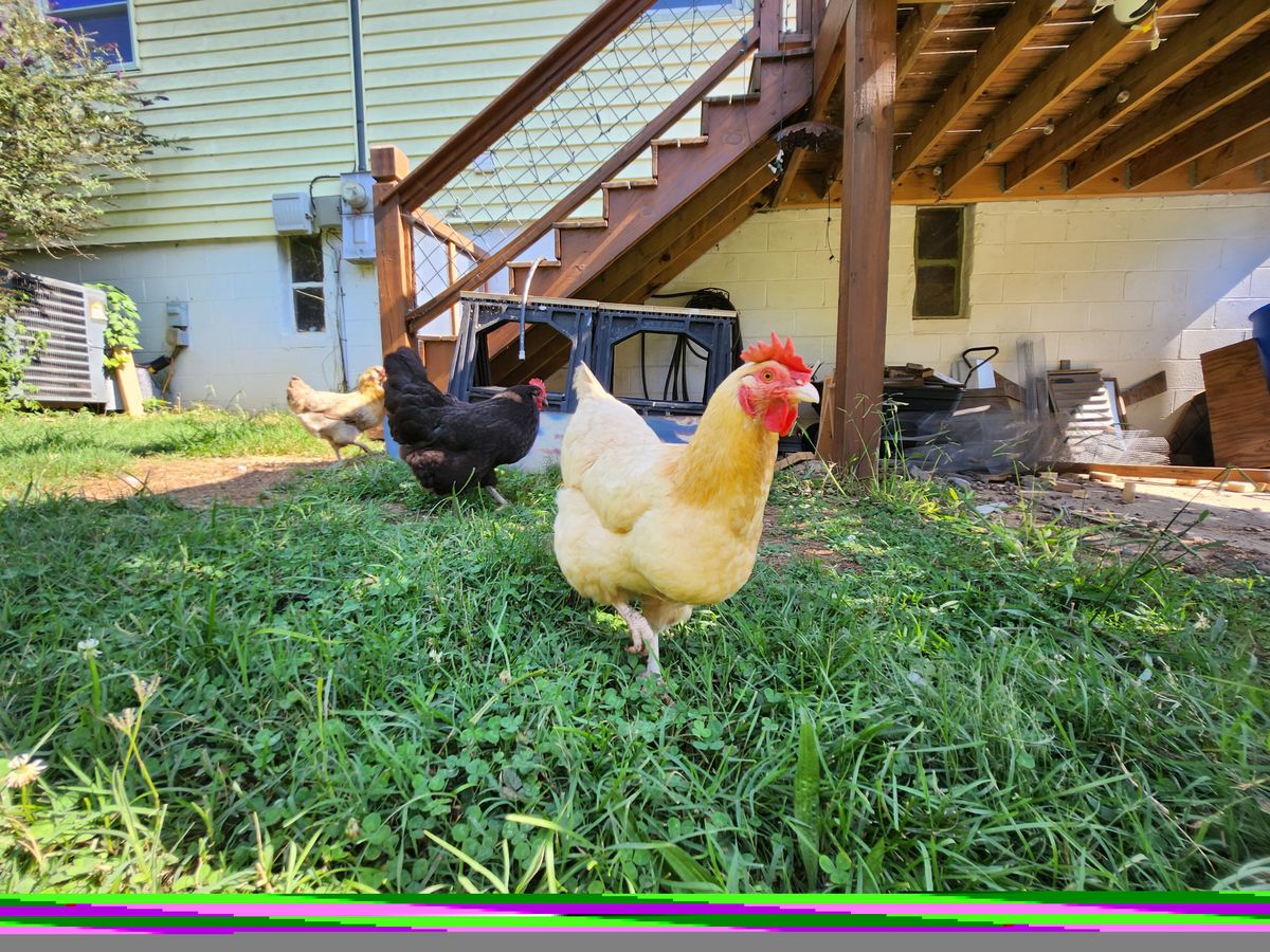 Samsung Galaxy Z Flip 4 camera test, daylight, ultra-wide-angle camera