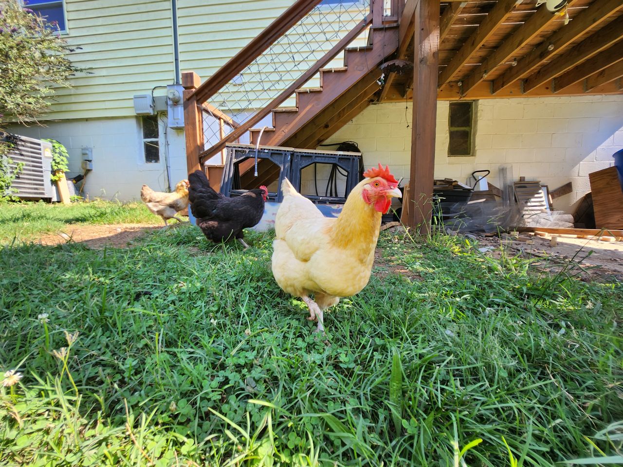Samsung Galaxy Z Flip 4 camera test, daylight, ultra-wide-angle camera