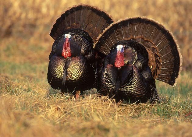 Top 5 Surprising Turkey Facts | Live Science