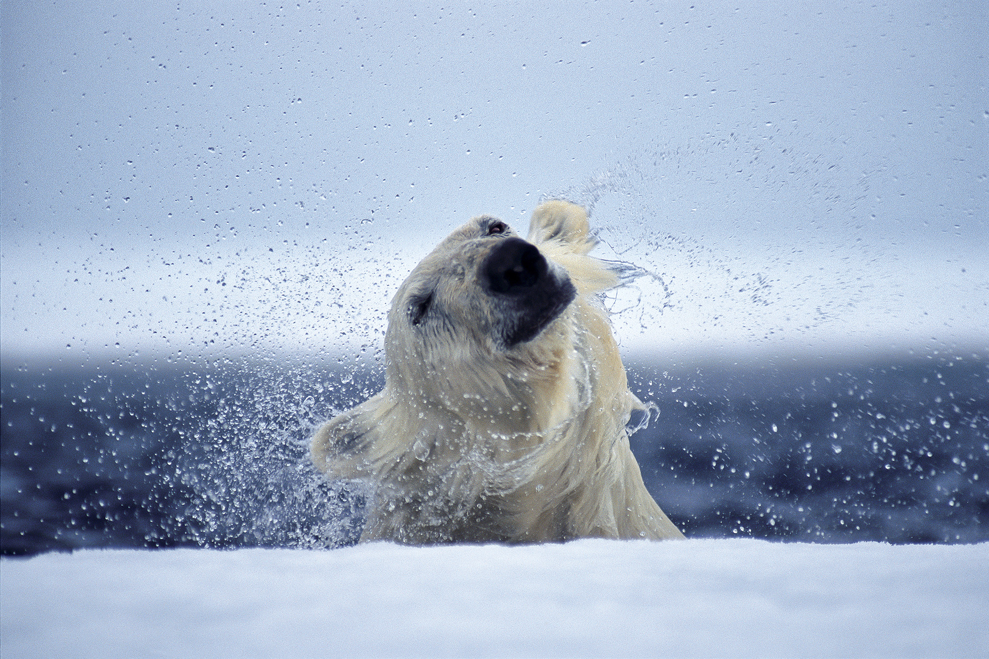 Photograph of a polar bear shaking its head, taken by nature photographer Paul Nicklen and titled Emerging, Nunavut, Canada, 2006