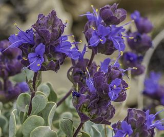 Desert sage shrub with purple flowers