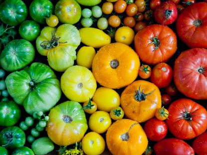 Many colorful tomatoes arranged from green to yellow to red