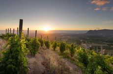 JG-Crop-Klein-Constantia-3.jpg